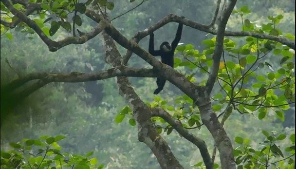 Un gibbon à joues blanches du nord (Photo : moitruong.net.vn)