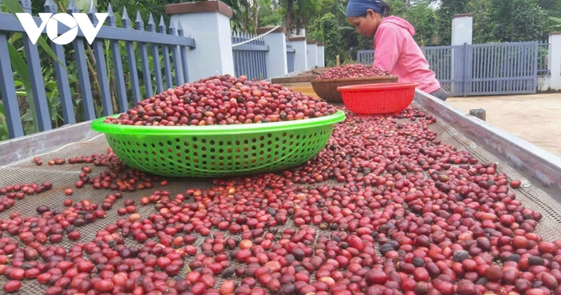 Avec Êđê Café, les villageois de Kla se sont de temps en temps habitués à récolter des cerises de café entièrement mûres. Photo: VOV
