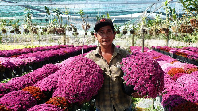 Les pépinières de Sa Dec fourniront au marché du Têt environ 75 000 paniers de chrysanthème morifolium, 100 000 paniers de chrysanthèmes de Taïwan, et 100 000 paniers de chrysanthèmes morifolium colorés sud-coréens. Photo: kinhtedothi