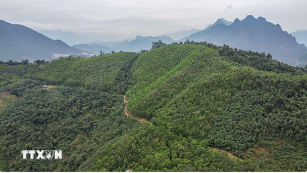 La partie vietnamienne a achevé le transfert de 10,3 millions de tonnes de CO2 à la Banque mondiale et a reçu 51,5 millions de dollars. Photo: VNA