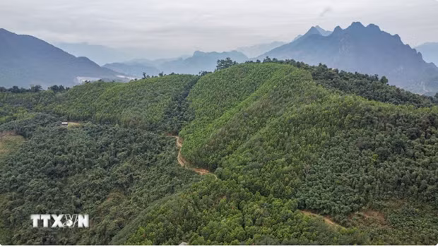 La partie vietnamienne a achevé le transfert de 10,3 millions de tonnes de CO2 à la Banque mondiale et a reçu 51,5 millions de dollars. Photo: VNA