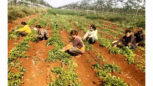 Un jardin de culture de ginseng atteignant les normes GACP-WHO dans la commune de Chu Pong, Chu Sê (Gia Lai). Photo : NDEL.