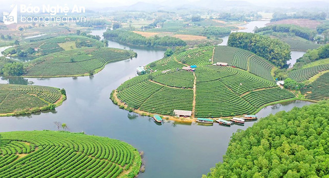  Des îlots du Thé dans le district de Thanh Chuong. Photo : Dinh Tuyên/baonghean.vn