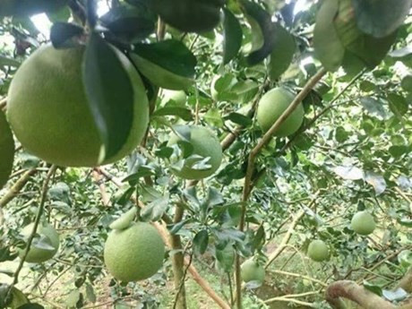 Les pamplemousses à peau verte à Tiên Giang sont cultivés aux normes de bonnes pratiques agricoles nationales VietGap. Photo : CVN/VNA.