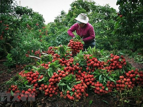 Récolte du litchi au district de Luc Ngan (province de Bac Giang). Photo : VNA.