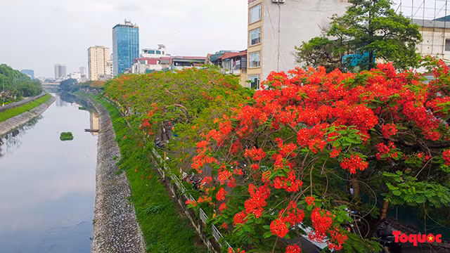 La saison des fleurs de flamboyants rouges à Hanoi ảnh 11