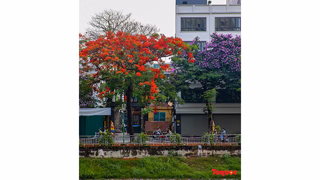 La saison des fleurs de flamboyants rouges à Hanoi ảnh 12