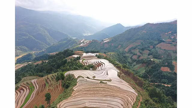 La beauté des rizières en terrasses. Photo: tienphong.vn