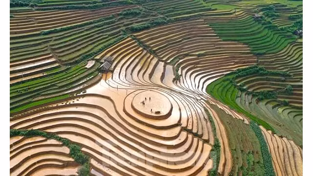 Les rizières nouvellement plantées sont vertes, entrelacés de lits de terre brune scintillant d'eau. Photo: tienphong.vn