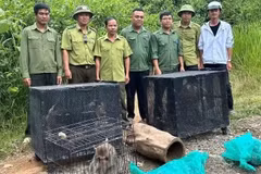 Le Centre de conservation des éléphants, de sauvetage des animaux et de protection forestière de la province de Dak Lak, en coordination avec plusieurs unités, transporte des animaux sauvages rares vers le Parc national de Chu Yang Sin afin de les réintroduire dans leur milieu naturel.