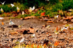 En plaçant la conservation de la nature au cœur de son développement, le Parc national de Cuc Phuong, dans la province de Ninh Binh, associe protection de la biodiversité et écotourisme durable. Photo: VNA 