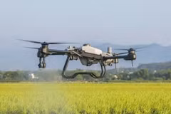 Un drone est utilisé pour pulvériser des produits phytosanitaires sur une rizière lors d'une démonstration organisée par AgriDrone Vietnam. (Photo : AgriDrone Vietnam) 