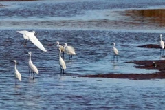 Le parc national de Xuan Thuy reconnu parc du patrimoine de l'ASEAN