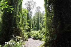 Binh Chau-Phuoc Buu, la beauté d’une forêt primaire littorale