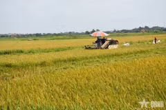 Réduire les émissions de gaz à effet de serre dans l'agriculture