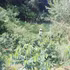 Le café, l’“or vert” des collines de Muong Chanh