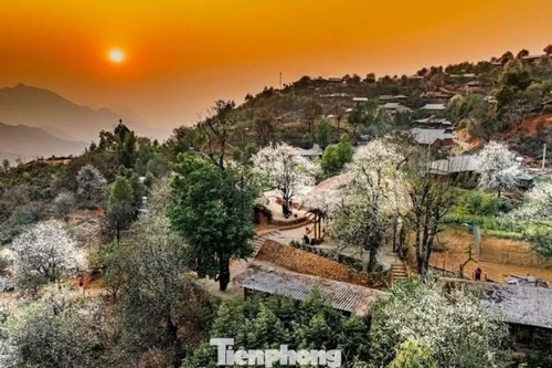 Nam Nghep au cœur de la saison des fleurs de son tra