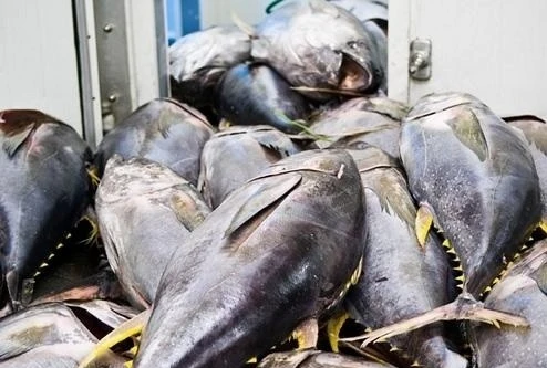 Les exportations de thon vietnamien vers l’Espagne en légère hausse début 2026. Photo : Congthuong.