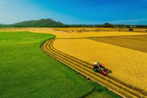 [Photo] Une rizière bicolore séduit les visiteurs à Ho Chi Minh-Ville