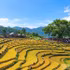 La beauté du hameau de Mung, dans la commune de Cao Phong, province de Phu Tho, pendant la saison du riz mûr. Photo : NDEL.