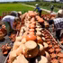 En 2012, «L'art de la poterie du peuple Cham» du village de Binh Duc a été inscrit sur la liste du patrimoine culturel immatériel national. Photo: baolamdong.vn 
