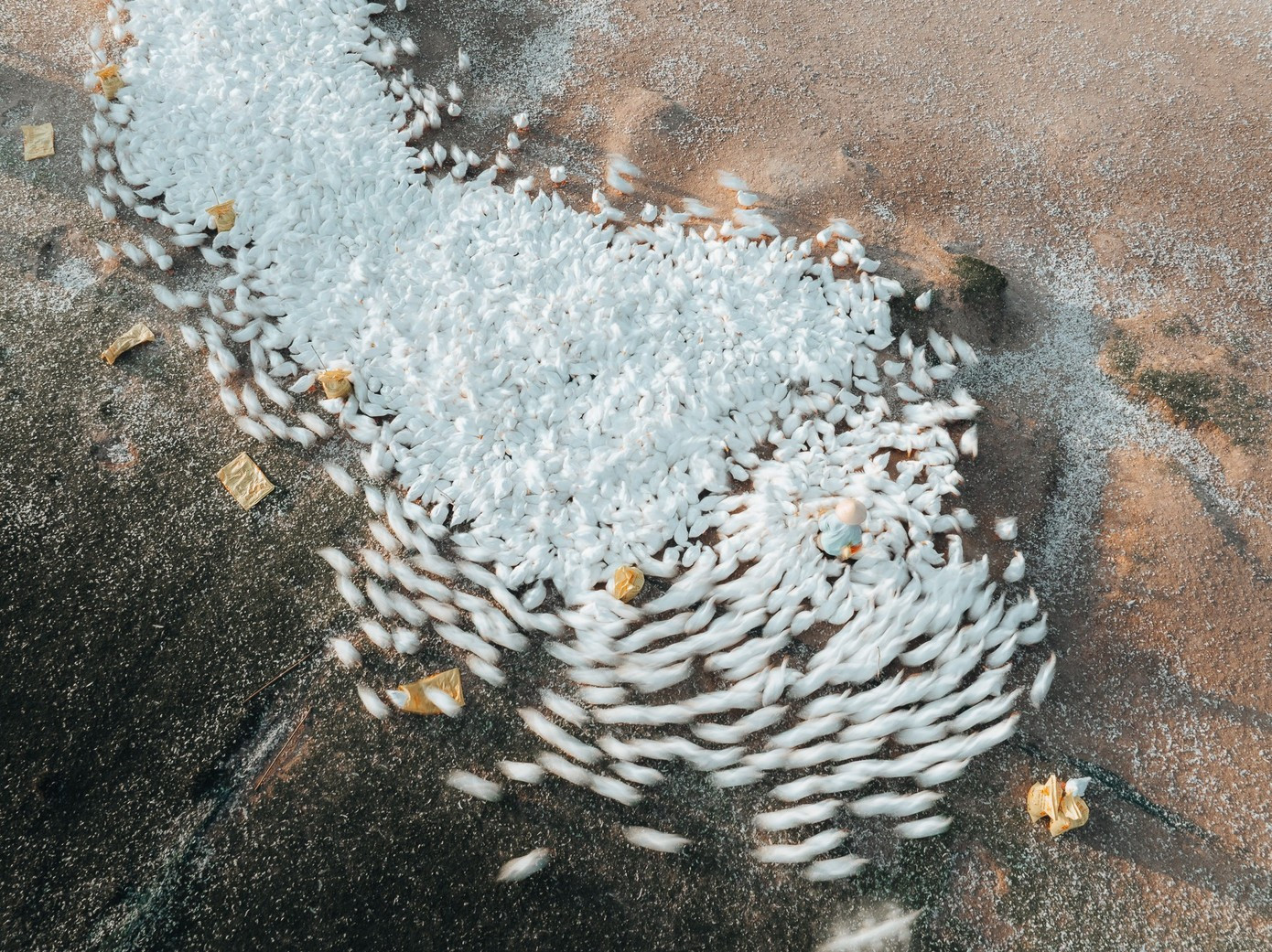 Un troupeau de canards blancs se déplaçant en cadence, crée une scène semblable à un « tourbillon blanc » au milieu de la nature. Photo : tienphong.vn