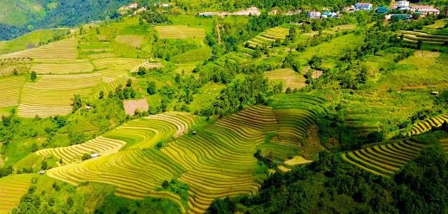 Un tableau automnal de rizières en terrasses à couper le souffle à Son La. Photo : tienphong.vn