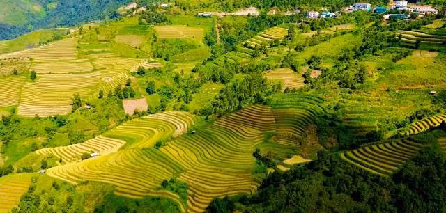Un tableau automnal de rizières en terrasses à couper le souffle à Son La. Photo : tienphong.vn
