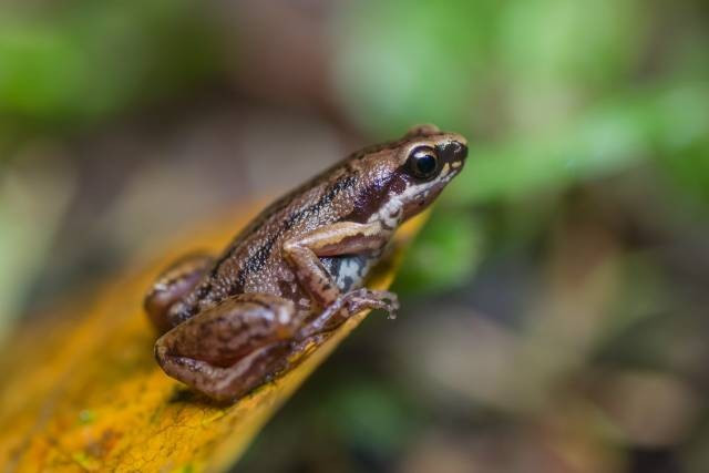 Grenouille à pattes rouges (Micryletta erythropoda). Photo: vietnamnet.vn 4-33.jpg
