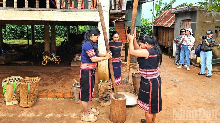 L'activité de pilage du riz sur les champs des Jrai. Photo : nhandan.vn image-55.jpg