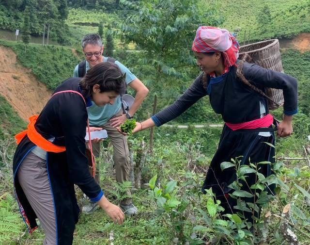 Vang Thi Hoan pose aux côtés de touristes étrangers près des bourgeons de thé Shan Tuyet. Photo: vietnamnet.vn anh-2-2217.jpg