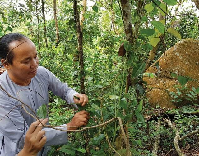  Récolte du ginseng sauvage au Vo Bach Tuong – mont Cam. Photo : vietnamnet.vn
