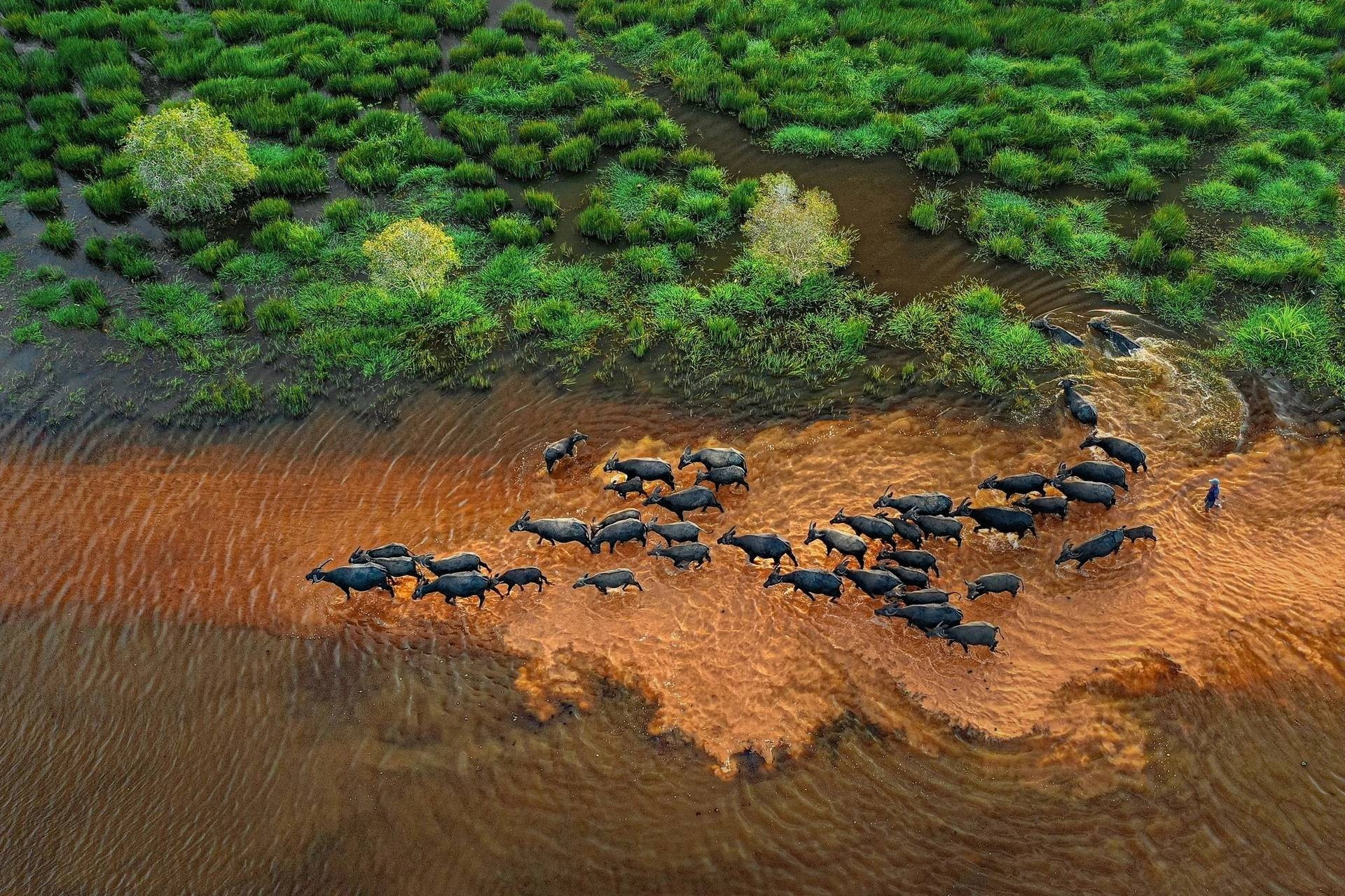 Les troupeaux de buffles traversent les champs à la recherche de nourriture. Photo : lifestyle.znews.vn