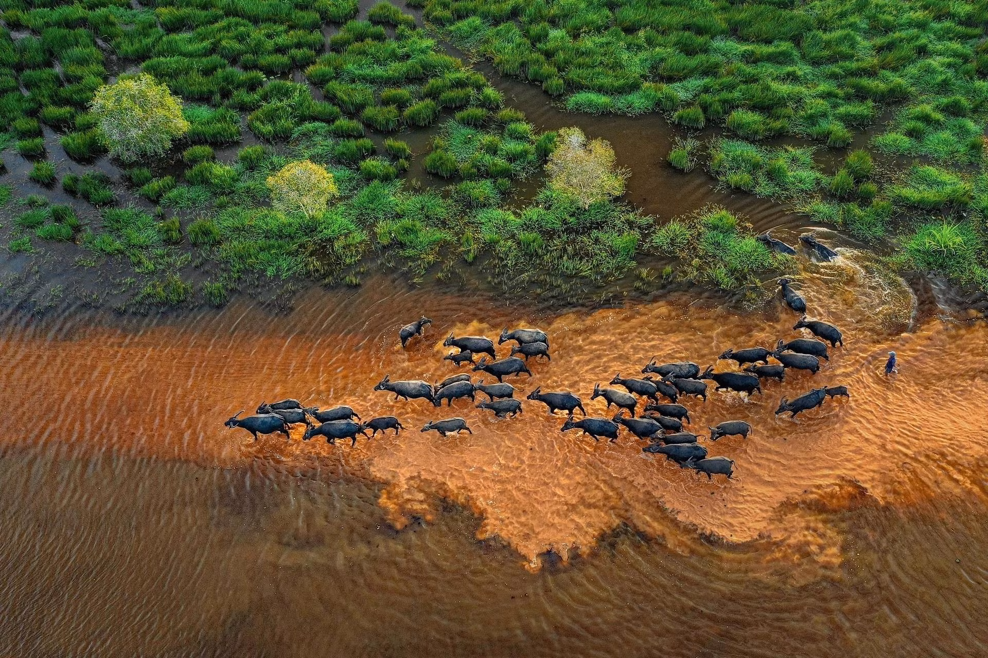 Les troupeaux de buffles traversent les champs à la recherche de nourriture. Photo : lifestyle.znews.vn