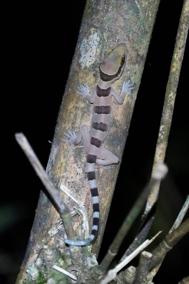 Cyrtodactylus septimontium (gecko des “Sept Montagnes” – lézard à pattes arquées). Espèce nouvellement décrite en 2019, extrêmement rare. Photo: vietnamnet.vn 3-70.jpg