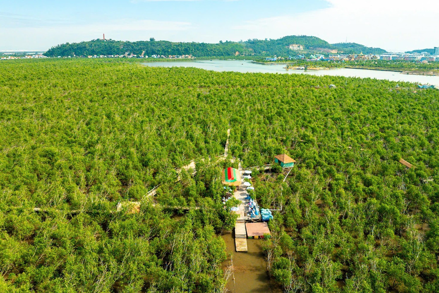 La forêt de mangroves Bang La, dans l’ancien district de Do Son. Photo : tienphong.vn