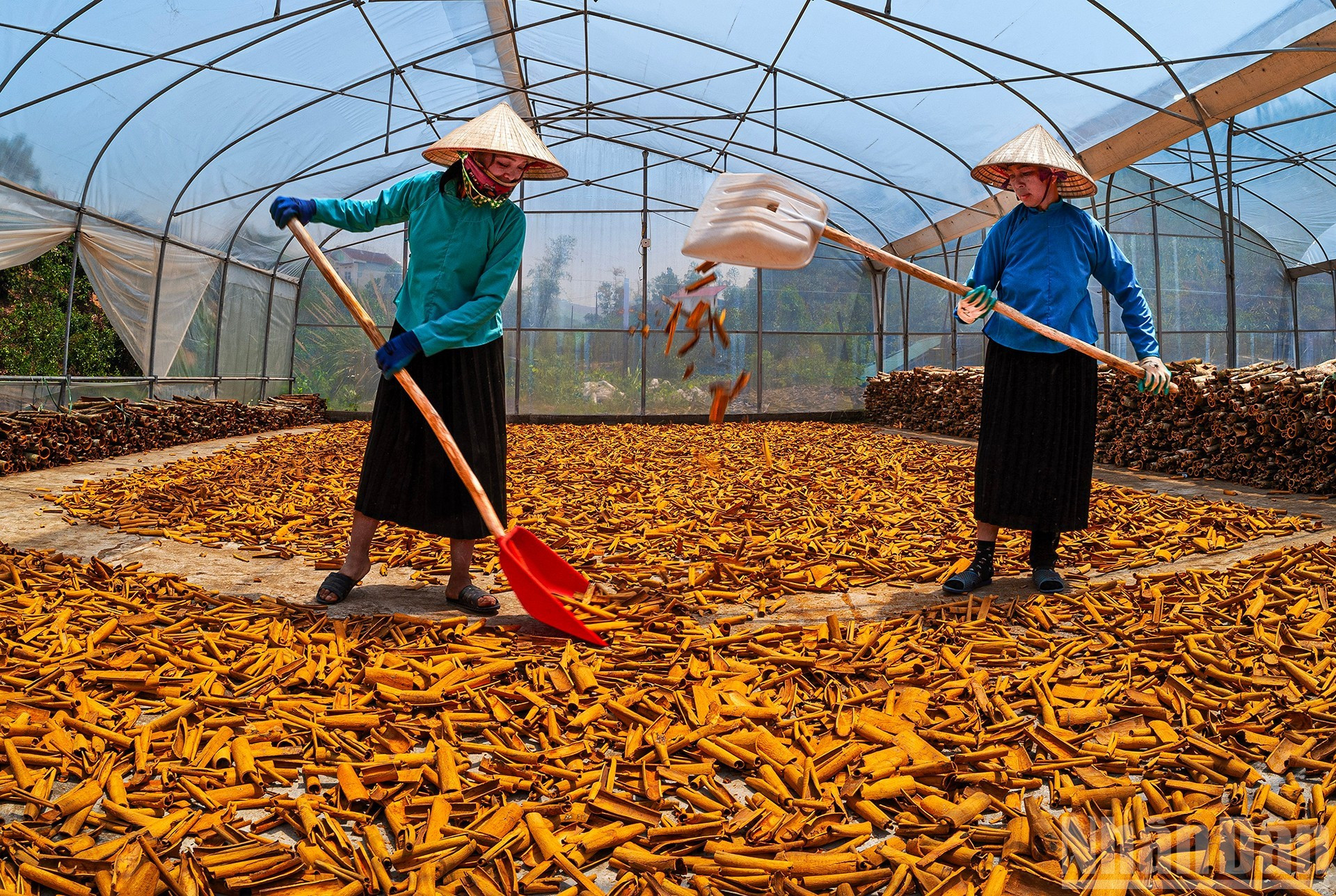Les habitants de l’ethnie San Chi faisant sécher la cannelle à Binh Lieu, province de Quang Ninh (au Nord). Photo : Le Hong Minh. 8.jpg