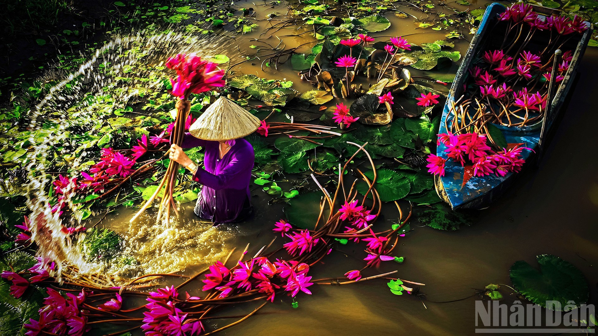 La saison des fleurs de nénuphar en pleine floraison. Photo: nhandan.vn
