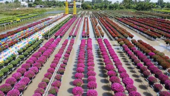 Des chrysanthèmes multicolores, produits par la coopérative de Tan An, s'épanouissent sur des structures surélevées. Photo : VNA