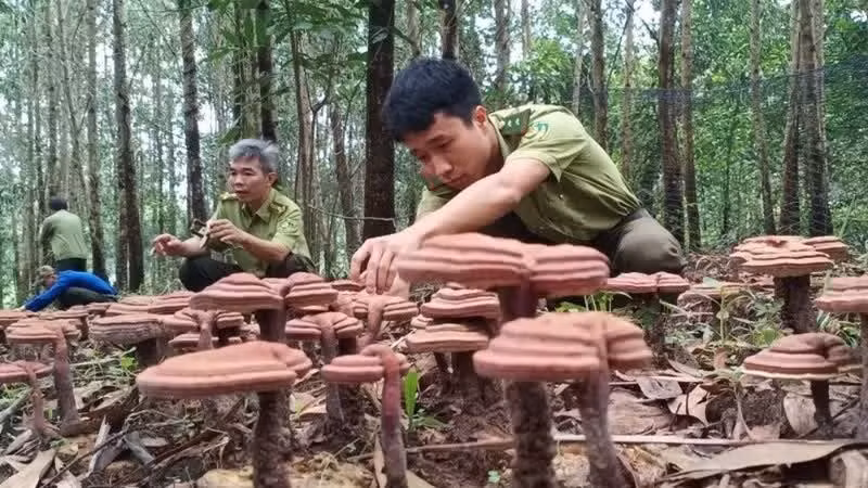 Modèle expérimental de culture de ganoderma sous couvert forestier au sein du Comité de gestion des forêts de protection de Xuan Loc. Photo : nhandan.vn