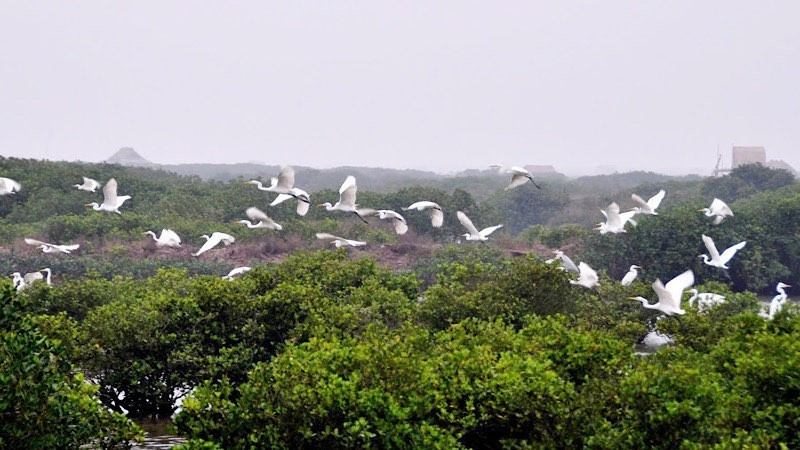 Le parc national de Xuan Thuy est surnommé la "gare internationale des oiseaux". Photo : nhandan.vn