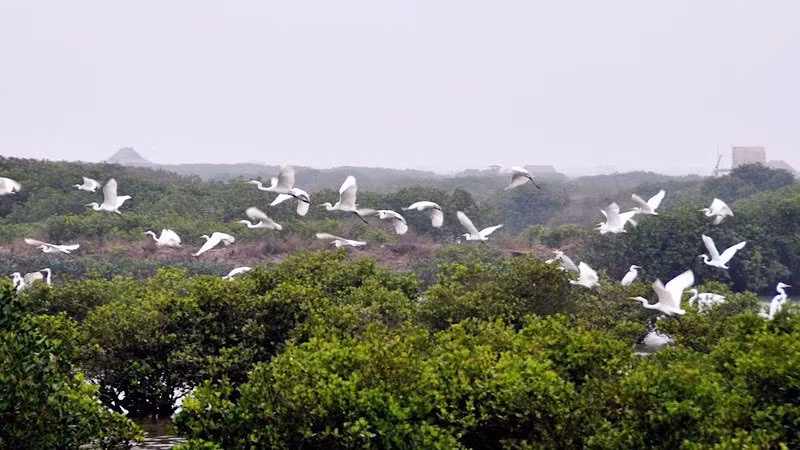 Le parc national de Xuan Thuy est surnommé la "gare internationale des oiseaux". Photo : nhandan.vn