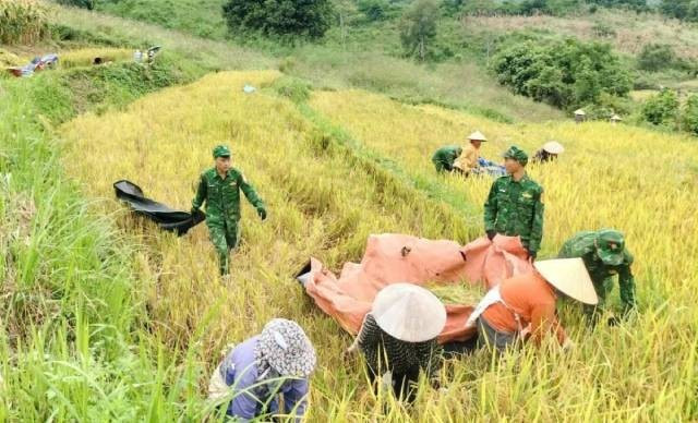 La saison dorée, symbole de l’attachement entre soldats et habitants aux confins frontaliers de Son La. Photo : VOV.