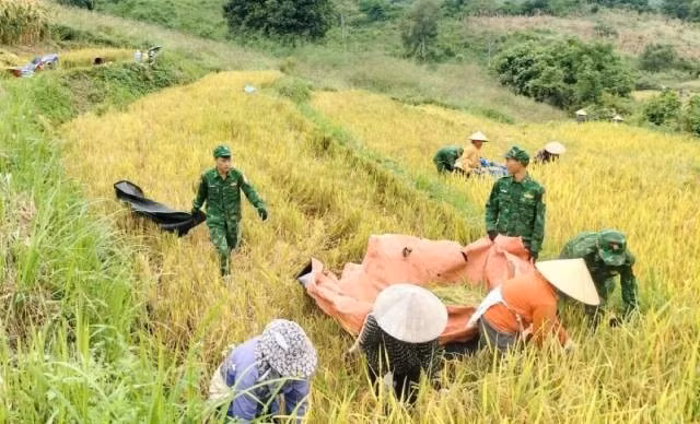 La saison dorée, symbole de l’attachement entre soldats et habitants aux confins frontaliers de Son La. Photo : VOV.