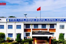 L’Institut de recherche sur le riz du delta du Mékong, un centre national de la science du riz