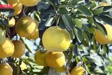 Van Giang, « capitale » des kumquats et des pomelos ornementaux, est prête pour le marché du Têt