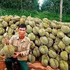 Récolte de durians destinés à l’exportation.