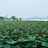[Photos] Hanoï : la saison des lotus bat son plein au lac de l’Ouest 
