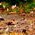 En plaçant la conservation de la nature au cœur de son développement, le Parc national de Cuc Phuong, dans la province de Ninh Binh, associe protection de la biodiversité et écotourisme durable. Photo: VNA 