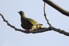 Le comité de gestion des forêts à usage spécial du Sud de Quang Tri annonce la découverte de 35 nouvelles espèces d’oiseaux dans la Réserve naturelle de Dakrong. Photo : VNA.
